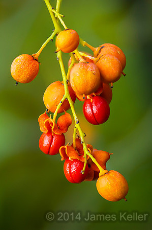 Bitter Sweet Berries
