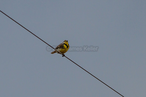 Western Meadowlark