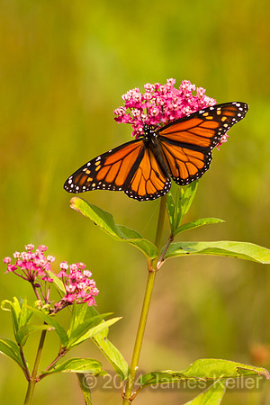 Monarch and Swamp Milkweed 1