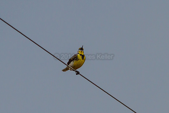Western Meadowlark