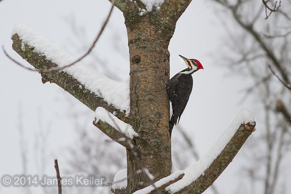 Pileated Woodpecker