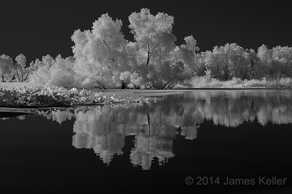 Swamp Willow Reflection 1