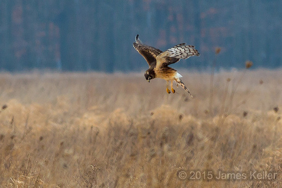 Northern Harrier