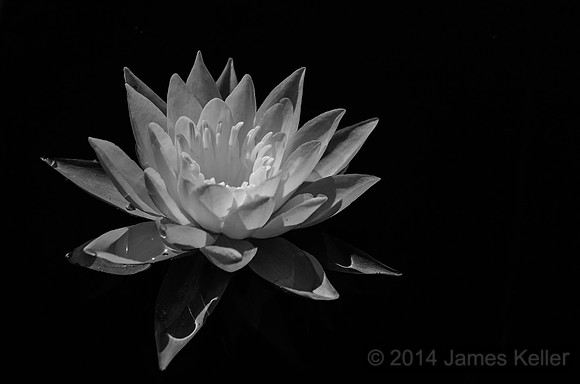 Water Lily IR