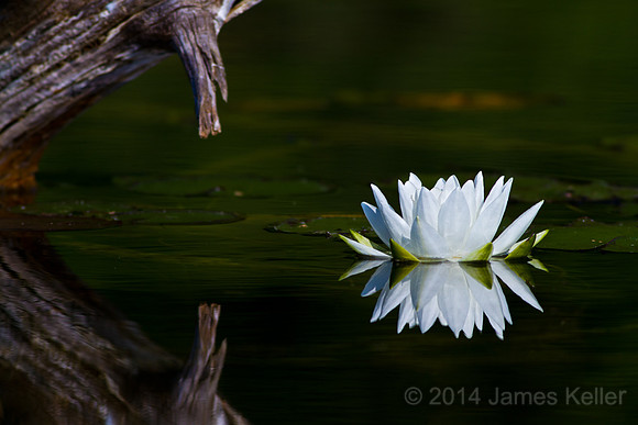Water Lily Reflection 2