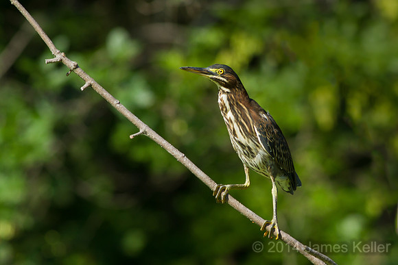 Green Heron - Juvenile