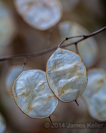Silver Dollar Plant