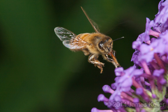 Honeybee Landing