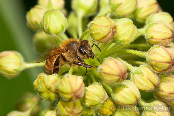 Honeybee on Milkweed