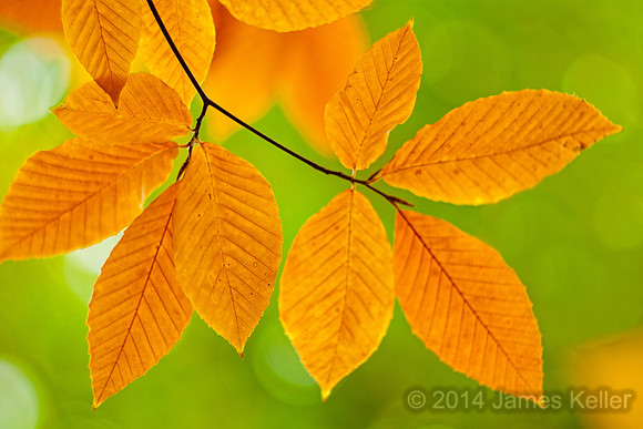 Beech Tree Leaves