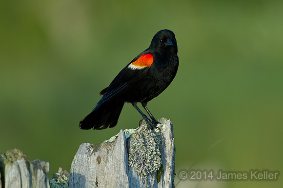 Red-winged Blackbird