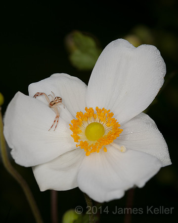 Begonia and Crab Spider