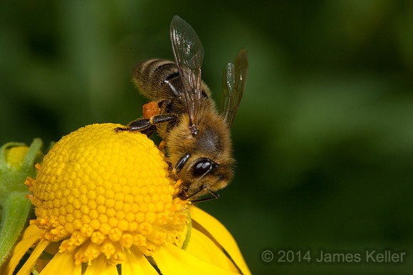 Honeybee Feeding