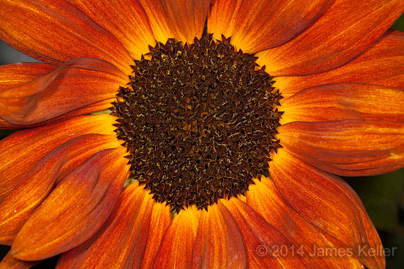 Sun Flower 1