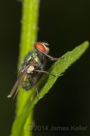House Fly