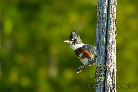 Belted Kingfisher