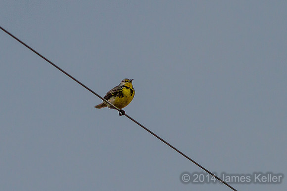 Western Meadowlark