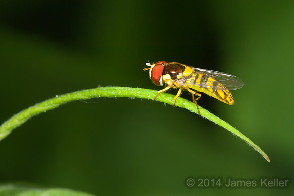 Syrphid Fly on Grass