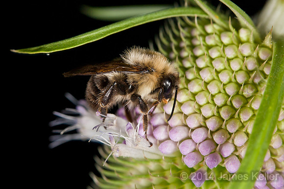 Sleeping Bumble Bee