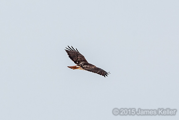 Red-tailed Hawk (same Hawk showing red tail)