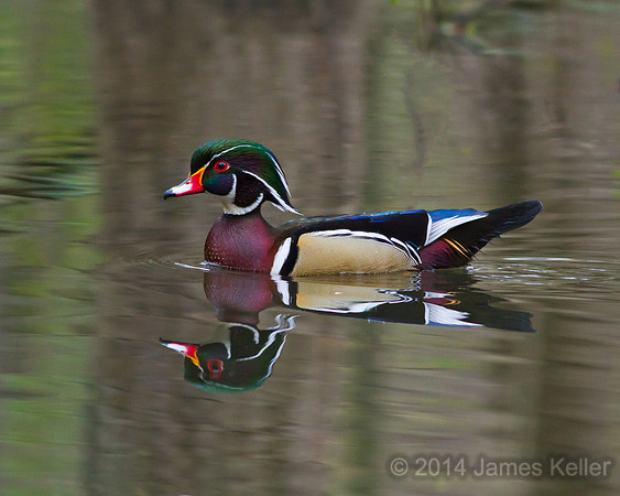 Wood Duck Reflection
