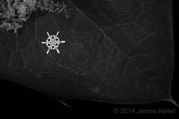 Snowflake 1