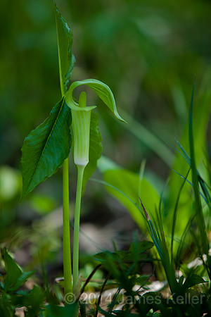 Jack in the Pulpit 2