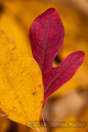 Sassafras Leaves - Mitten 2