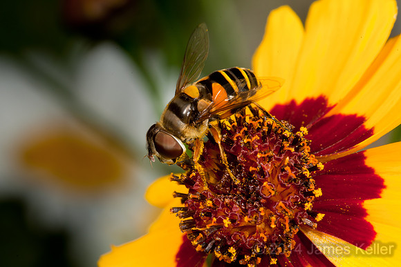 Syrphid Fly on Cosmos 1