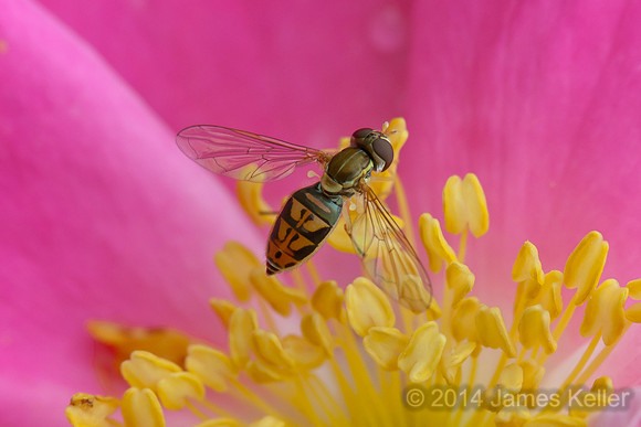 Syrpid on Pink