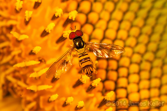 Hovering Over the Sun