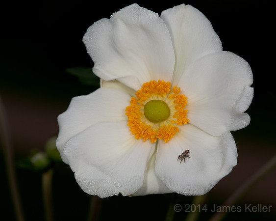 Begonia and Jumping Spider