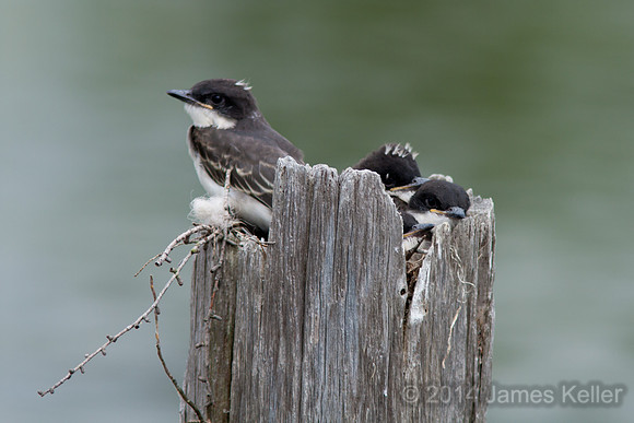Kingbird Chicks