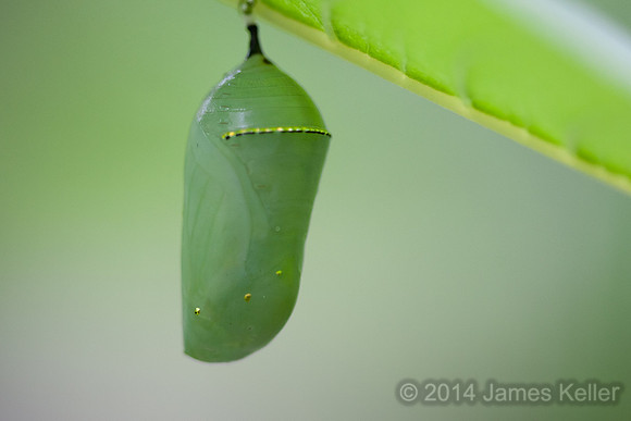 Monarch Chrysalis 2