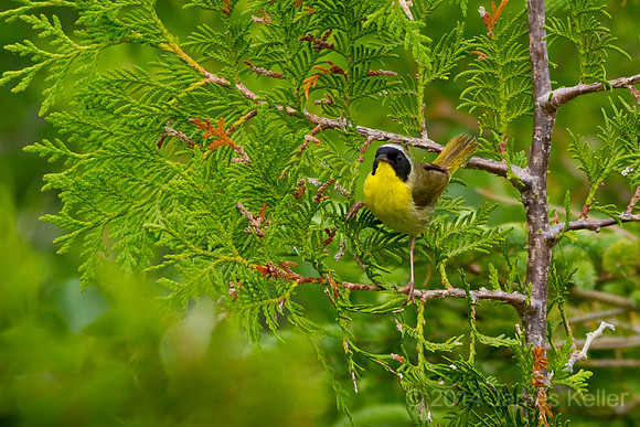 Common Yellowthroat