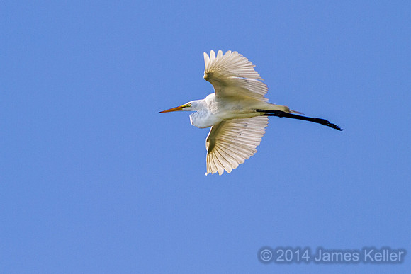 Great Egret (S NWR)