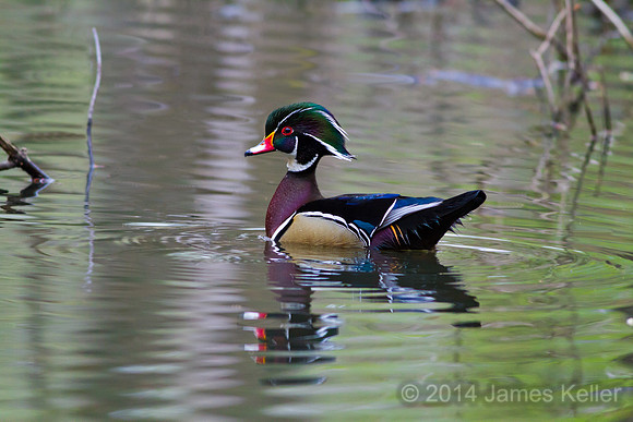 Wood Duck Reflection