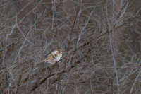 eBird