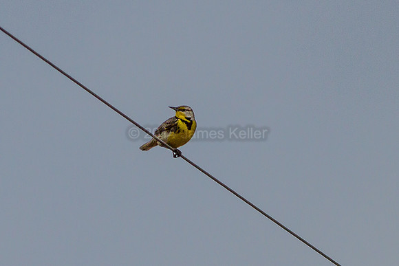 Western Meadowlark