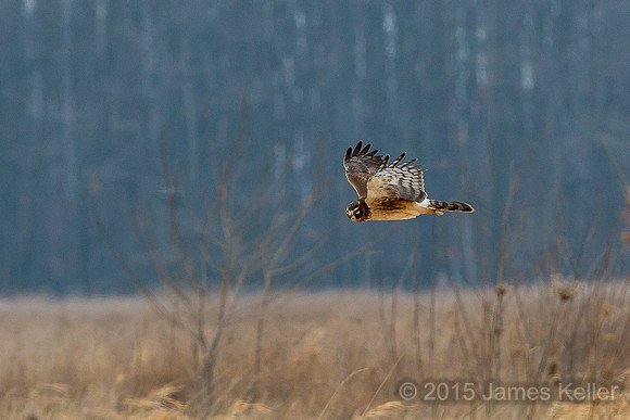 Northern Harrier