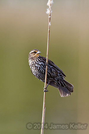 Female Red-winged Blackbird