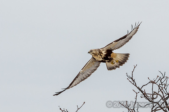 Rough-legged Hawk