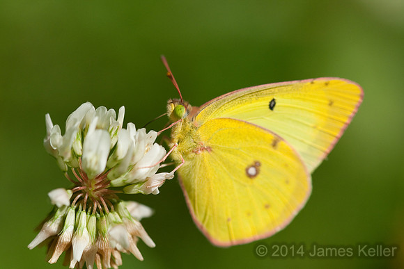 Sulfur Butterfly
