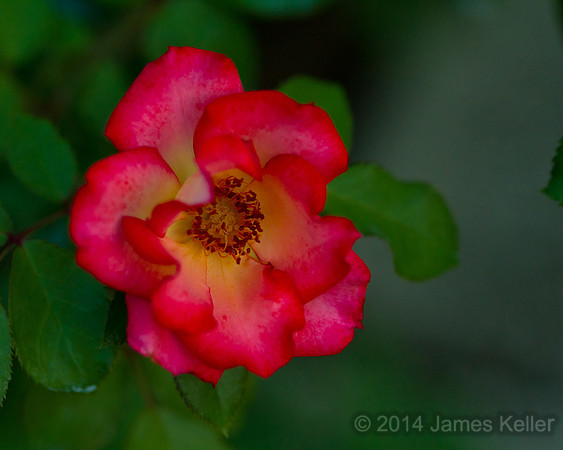 Red Rose