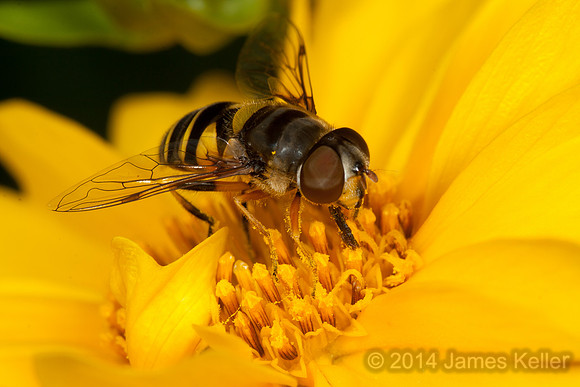 Syrphid Fly on Cosmos 2