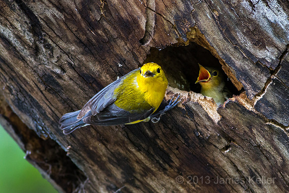 Prothonotary Warbler at Nest