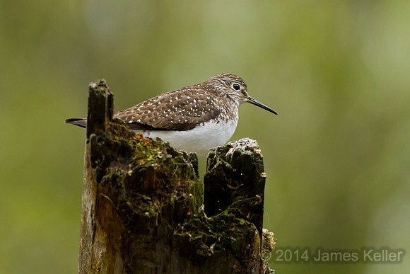 Solitary Sandpiper