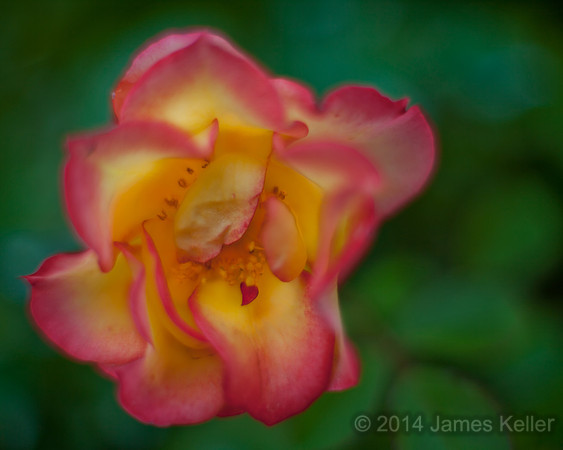 Rose with a heart 2