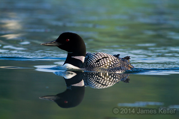 Common Loon