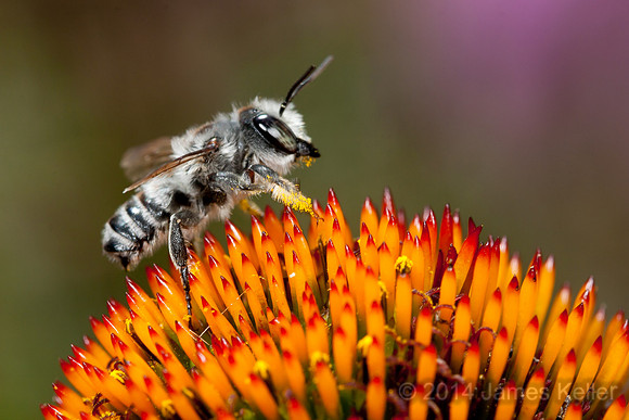 "Fuzzy Wuzzy" Bee